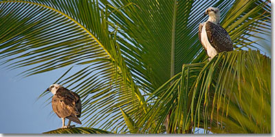 ospresy